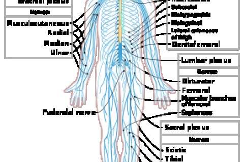Consult gratuit Neurologie + servicii conexe !